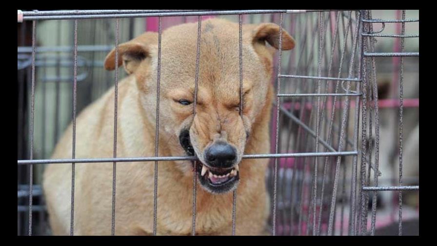 Mueren dos hermanos menores por supuesto ataque de perros callejeros en India Mueren dos hermanos menores por supuesto ataque de perros callejeros en India