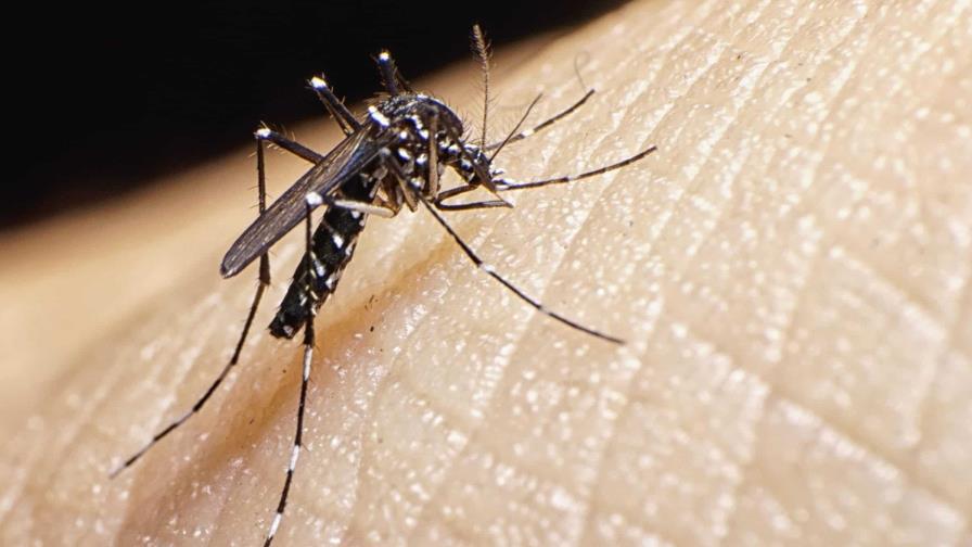 Brote de chikungunya de 2014 afectó a más de 500 mil dominicanos Brote de chikungunya de 2014 afectó a más de 500 mil dominicanos