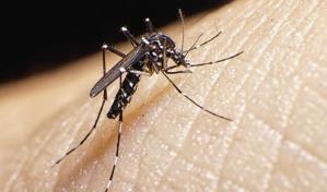 Salud Pública intensifica acciones contra el dengue y llama a mantener medidas preventivas