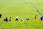 EE. UU. advirtió a RD que no apoya renegociar aranceles del arroz en el marco del DR-Cafta