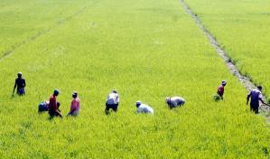 EE. UU. advirti&oacute; a RD que no apoya renegociar aranceles del arroz en el marco del DR-Cafta