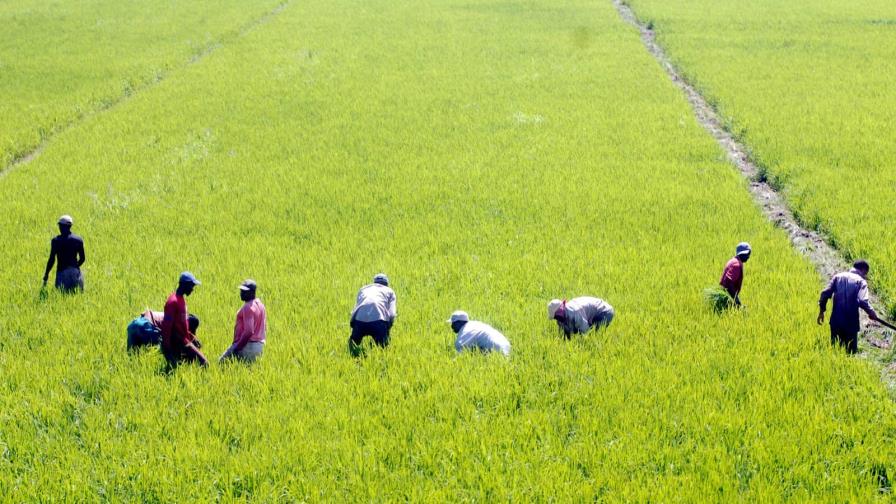 EE. UU. advirtió a RD que no apoya renegociar aranceles del arroz en el marco del DR-Cafta