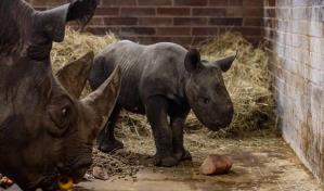 Nace Magashi, un rinoceronte negro oriental en peligro de extinción