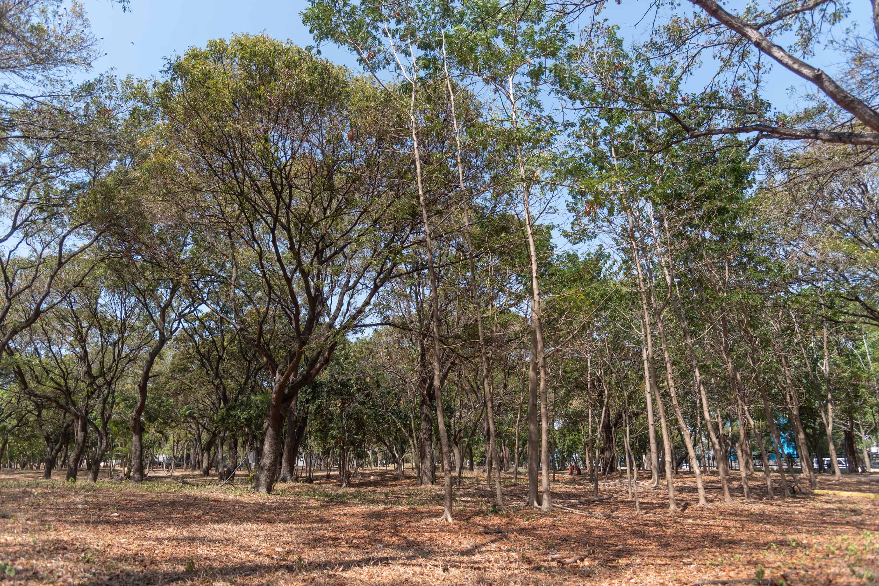 La sequía afecta toda la vida vegetal y a los humanos