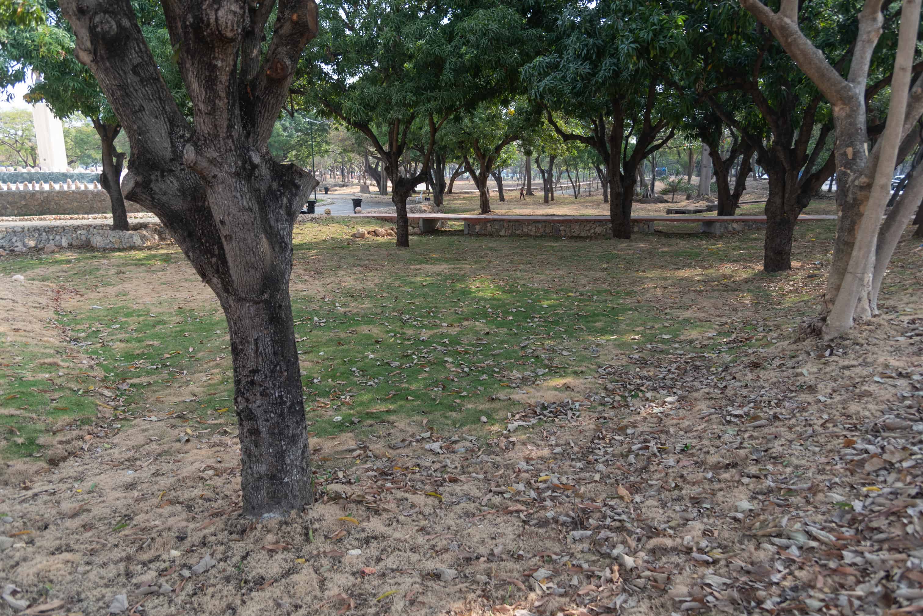 La sombra de los árboles protegen la grama.