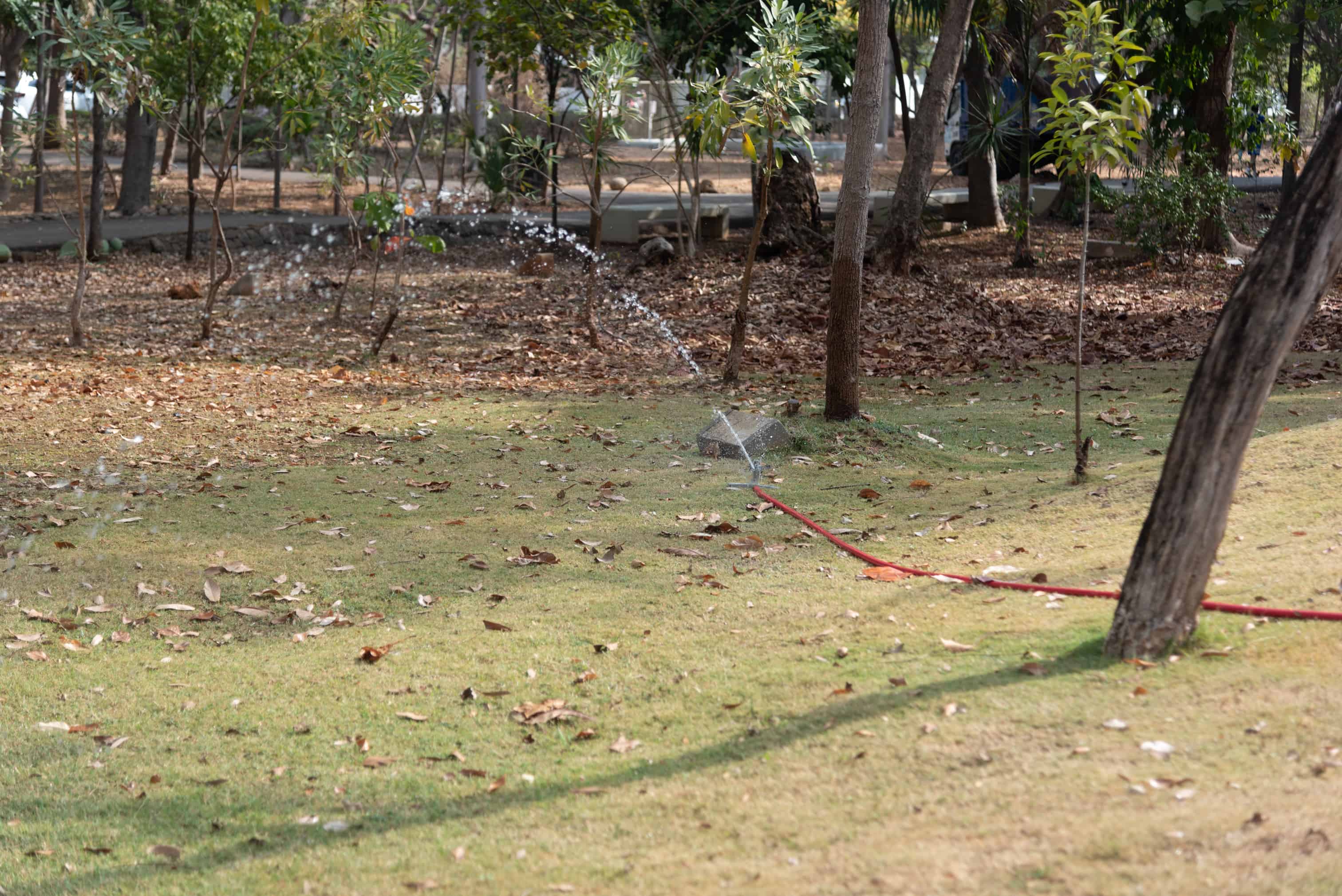 En algunas zonas se irriga agua para mitigar la sequía.