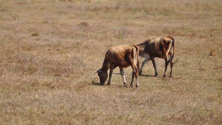 Productores agrícolas reportan pérdidas por sequía en el Cibao