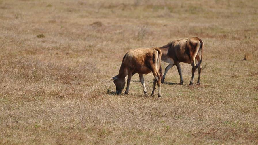 Sector agropecuario desarrolla plan para enfrentar sequía en zonas afectadas Sector agropecuario desarrolla plan para enfrentar sequía en zonas afectadas
