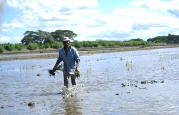 Abinader insiste en no abrir el mercado al arroz de EE.UU. en el marco del DR-Cafta