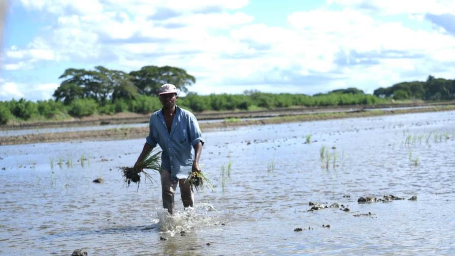 Abinader insiste en no abrir el mercado al arroz de EE.UU. en el marco del DR-Cafta