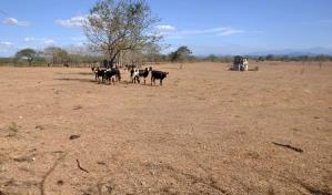 Agricultura entrega pacas a ganaderos para paliar la sequía