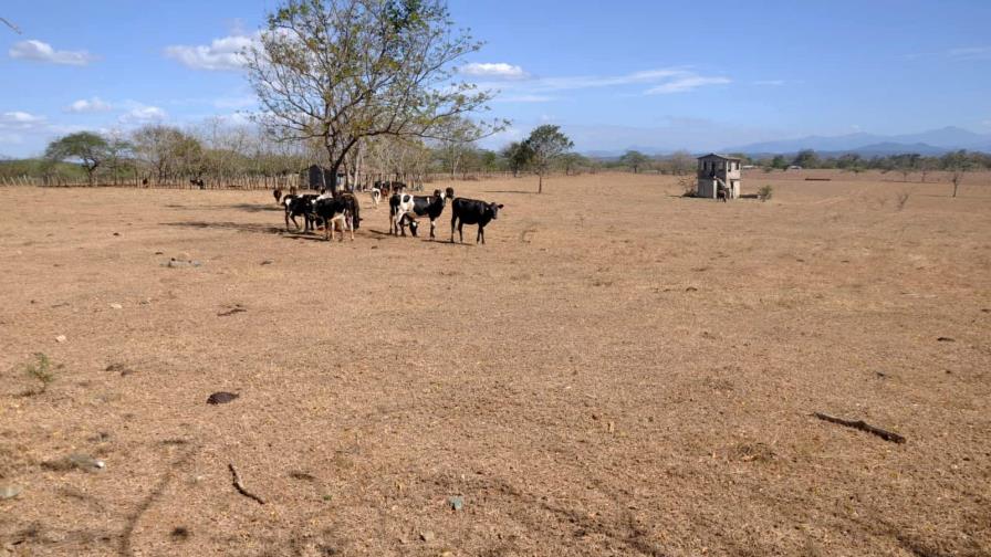 Agricultura entrega pacas a ganaderos para paliar la sequía