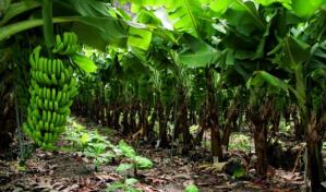 Poder Ejecutivo reactiva la Comisión de Política Bananera