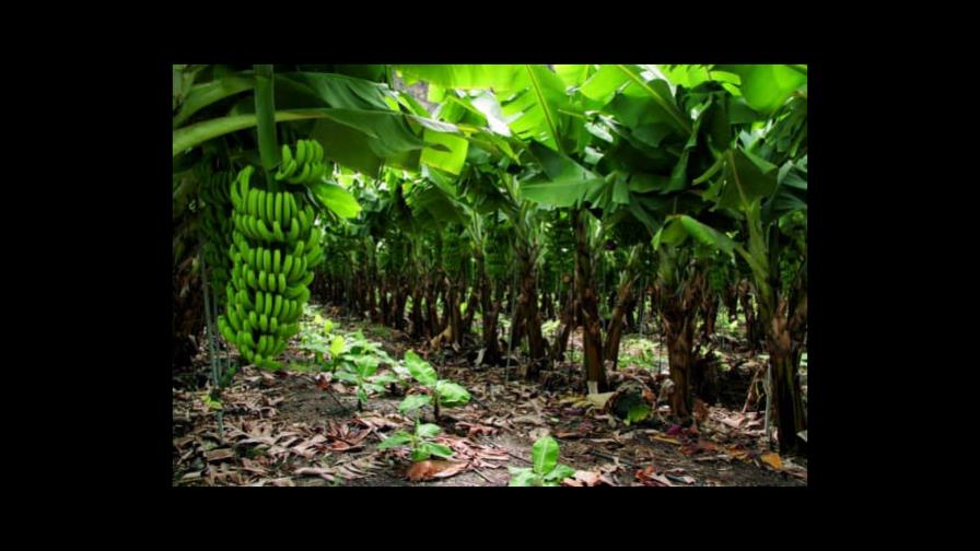 RD acogerá a productores de banano y cacao de Latinoamérica en abril RD acogerá a productores de banano y cacao de Latinoamérica en abril