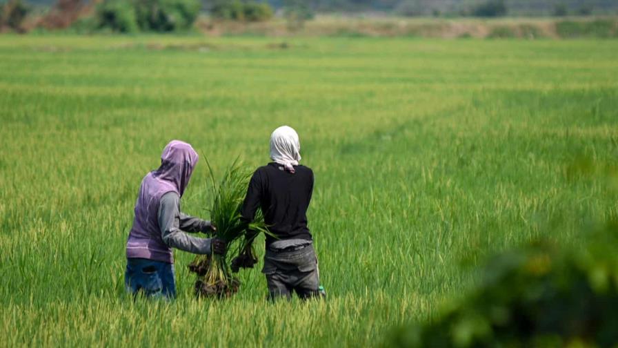 Desde EE. UU. provino el 99 % del arroz importado por República Dominicana en tres años