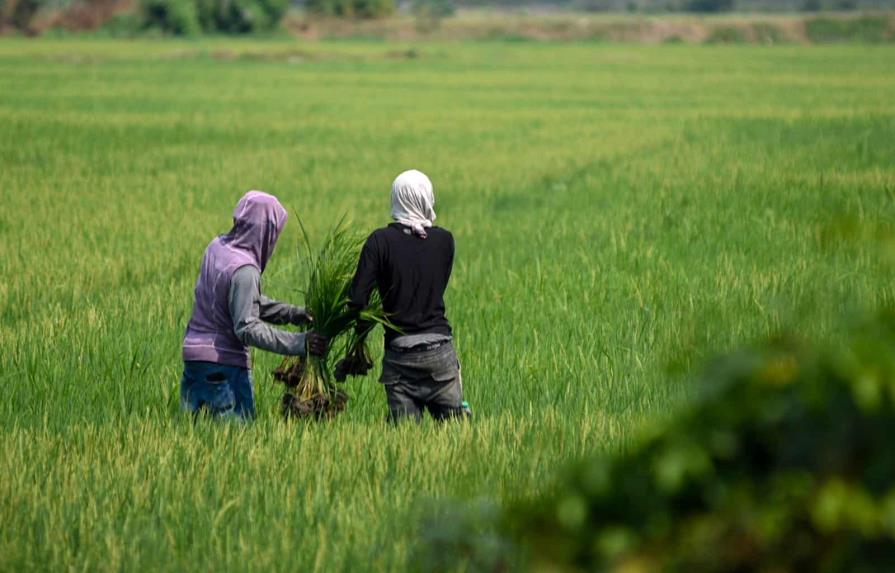 Crees: Productividad del arroz crece apenas 7.1 % en 20 años
