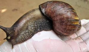 Cuarentena en el suroeste de Florida por caracoles gigantes africanos