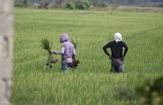 Fenarroz dice cosecheros de arroz no harán nuevas siembras mientras persista sequía