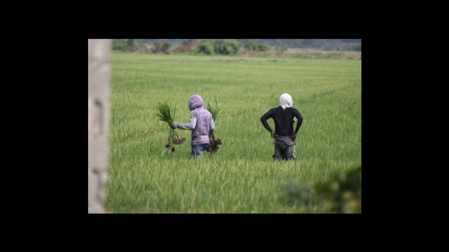 Fenarroz dice cosecheros de arroz no harán nuevas siembras mientras persista sequía