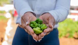 La agricultura familiar garantiza la seguridad alimentaria en las comunidades