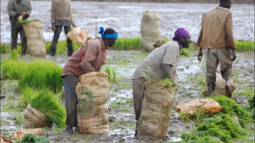 República Dominicana estudia los pasos a dar ante la apertura del mercado de arroz República Dominicana estudia los pasos a dar ante la apertura del mercado de arroz