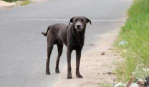 La UASD condena envenenamiento de perros en el campus universitario