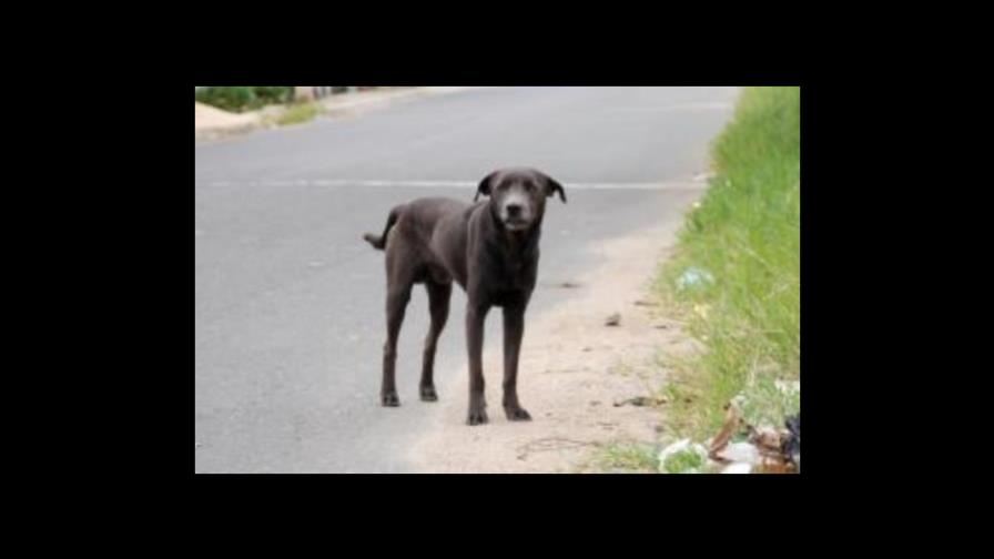 La UASD condena envenenamiento de perros en el campus universitario