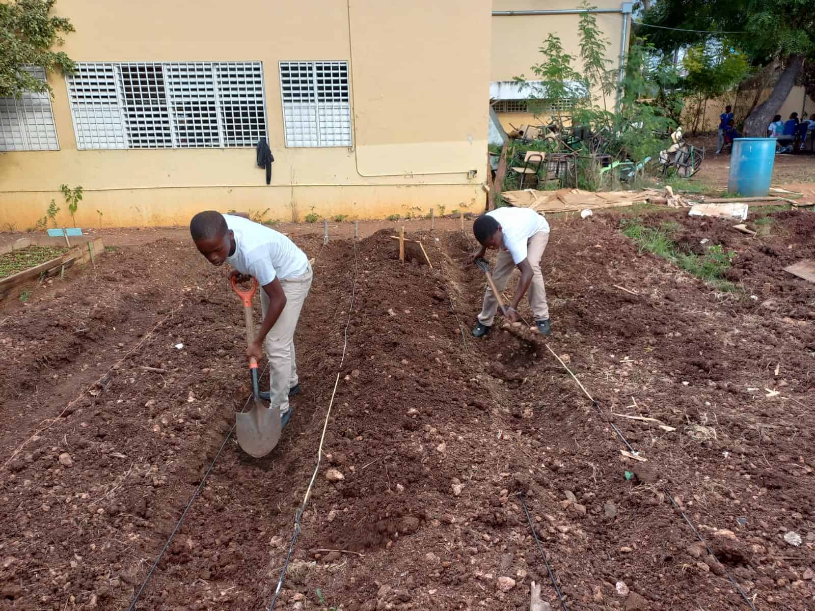 Estudiantes cultivan la tierra.