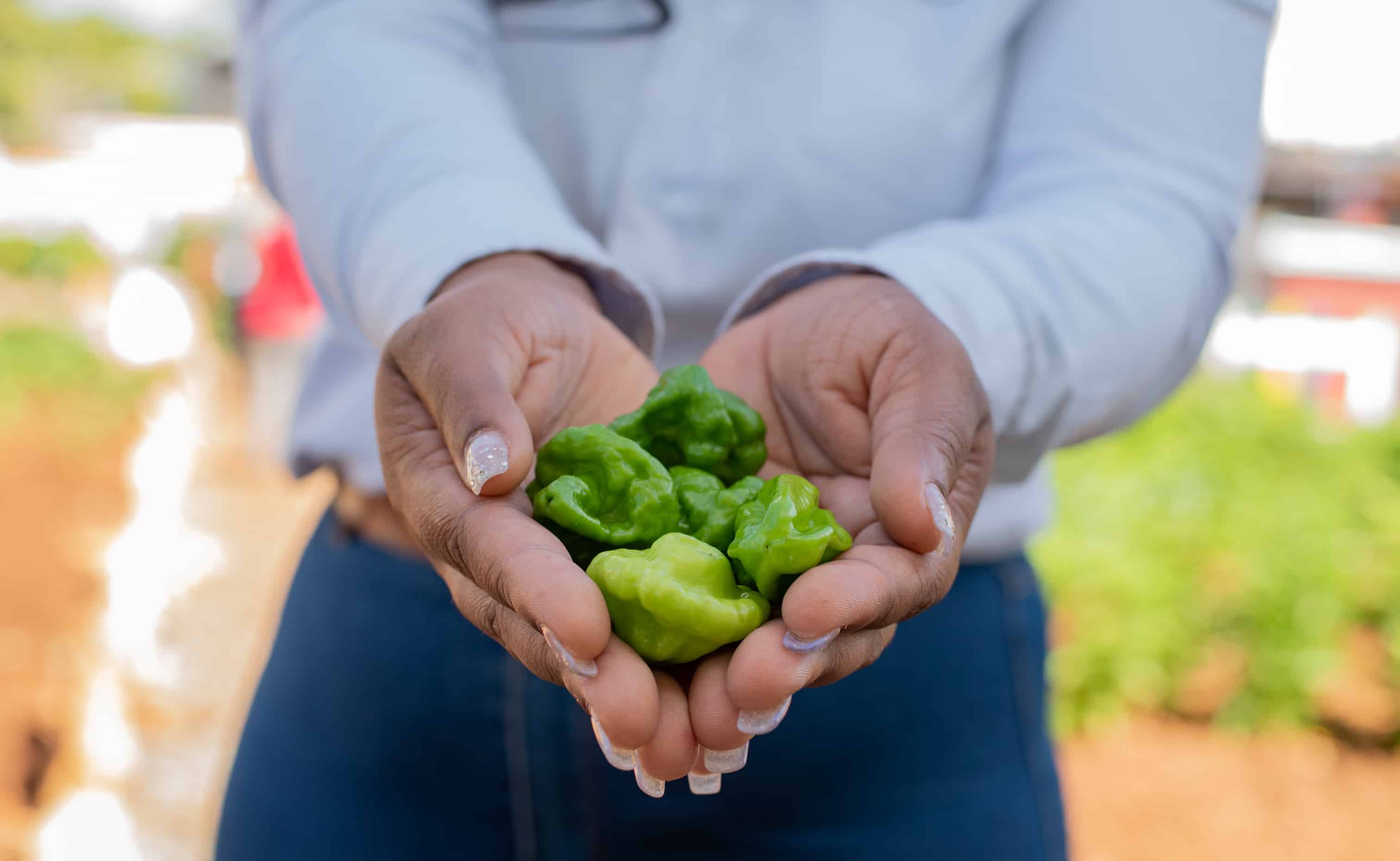 Ajíes producidos en huertos comunitarios en Santo Domingo Este.