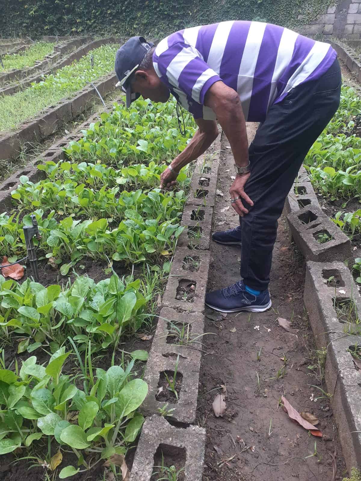 La comunidad se integra a las labores agrícolas.