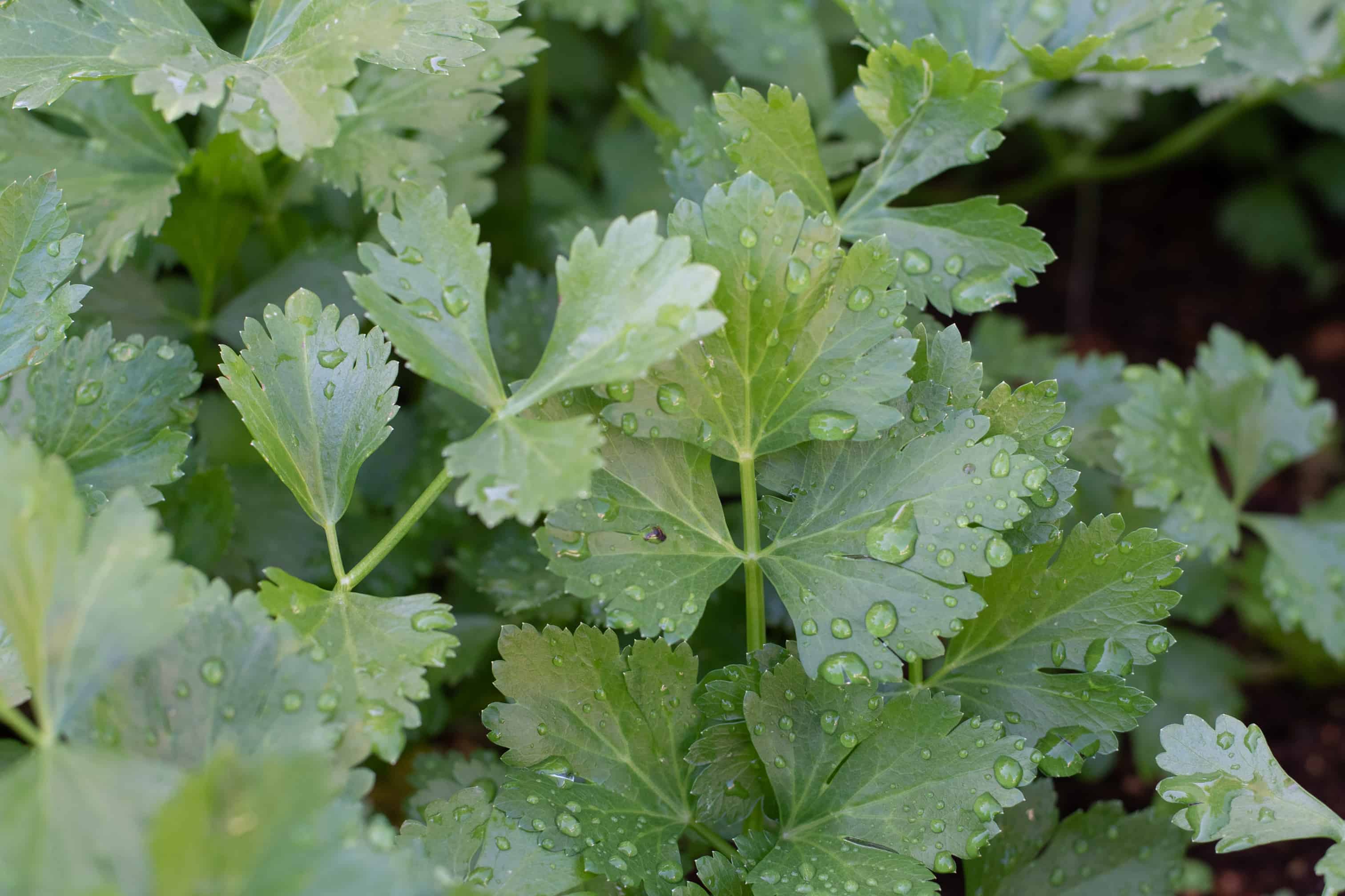 Verduras cultivadas en Santo Domingo Este.