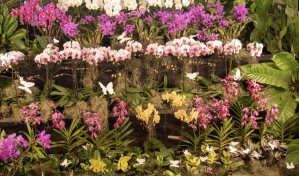 La exposición "Faroles, Mariposas y Orquídeas" engalana nuevamente el Jardín Botánico Nacional