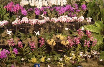 La exposición “Faroles, Mariposas y Orquídeas” engalana nuevamente el Jardín Botánico Nacional