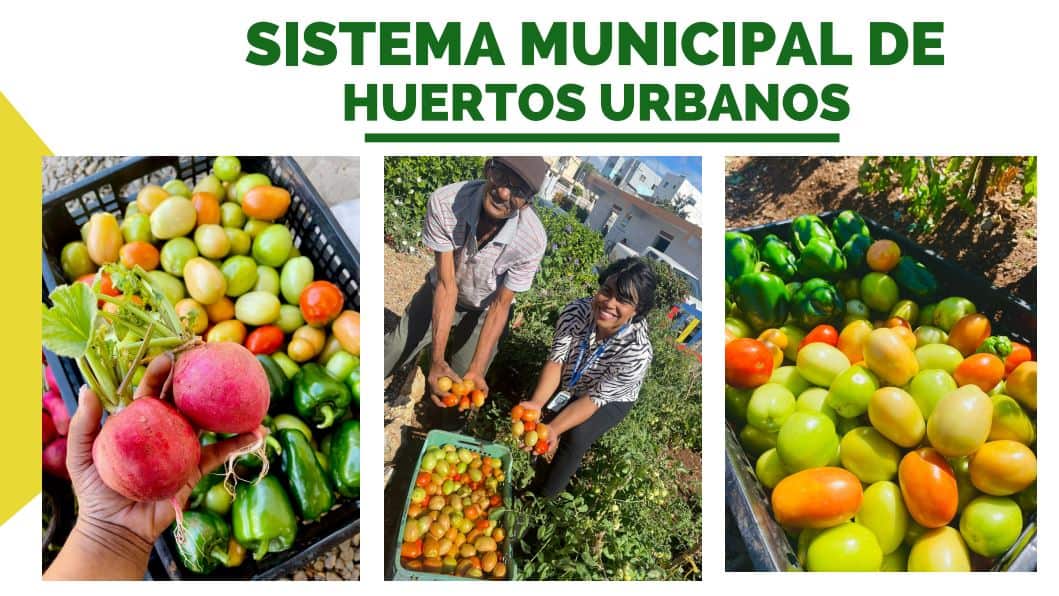 Productos cosechados en los huertos de Santo Domingo Este.