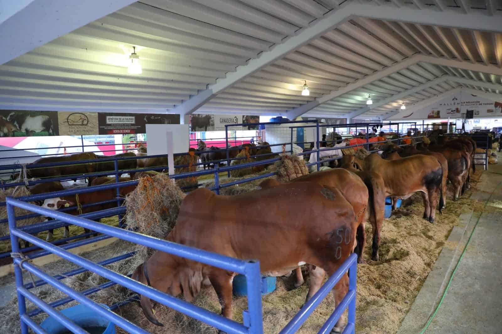 Parte del ganado que se vende en la Feria Nacional Agropecuaria 2023.