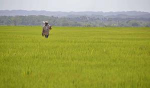 Productores arroceros del nordeste esperan gobierno los defienda ante amenazas del DR-Cafta
