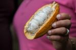 Cacao dominicano sustenta producción exquisita del chocolate de Bélgica