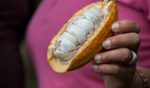 Cacao dominicano sustenta producción exquisita del chocolate de Bélgica