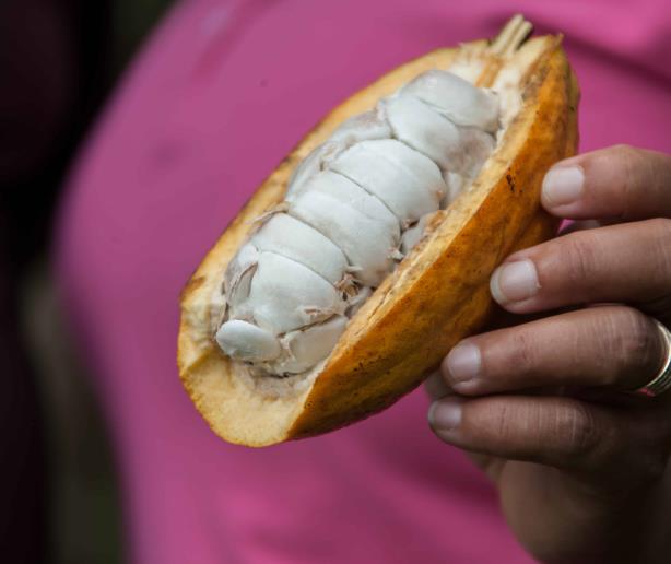 Cacao dominicano sustenta producción exquisita del chocolate de Bélgica