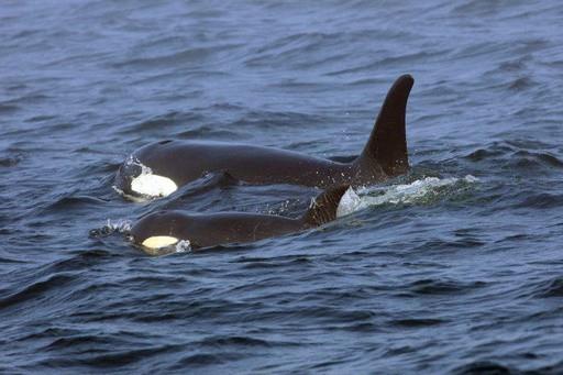 Investigación indica que endogamia es un problema para las orcas