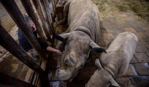 Salvar al rinoceronte blanco del norte, más cerca con las células germinales
