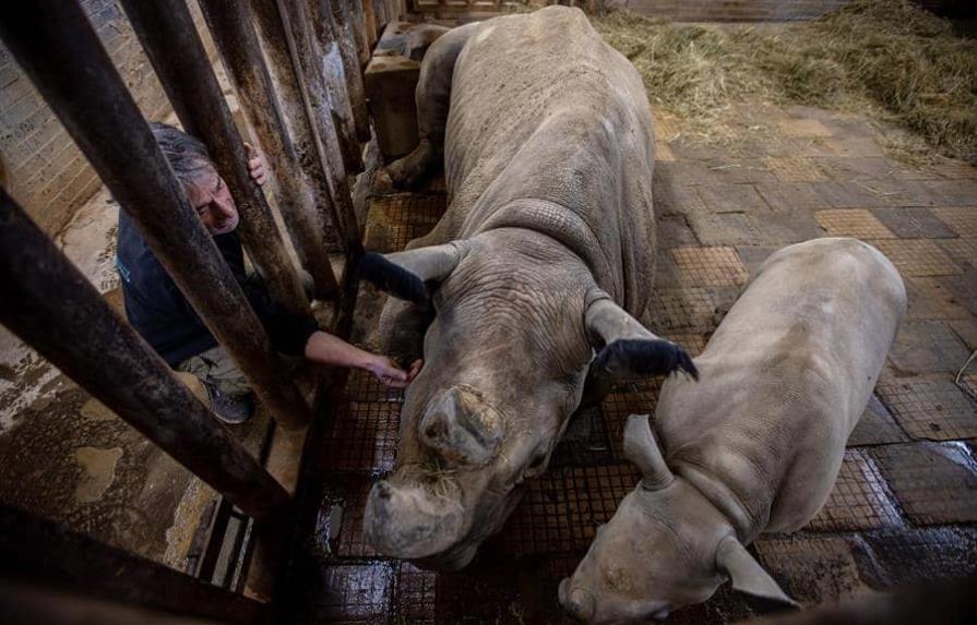 Salvar al rinoceronte blanco del norte, más cerca con las células germinales