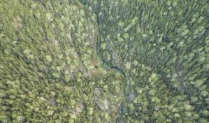 Valorar los bosques como un beneficio directo para la salud