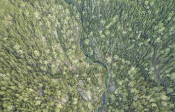 Valorar los bosques como un beneficio directo para la salud