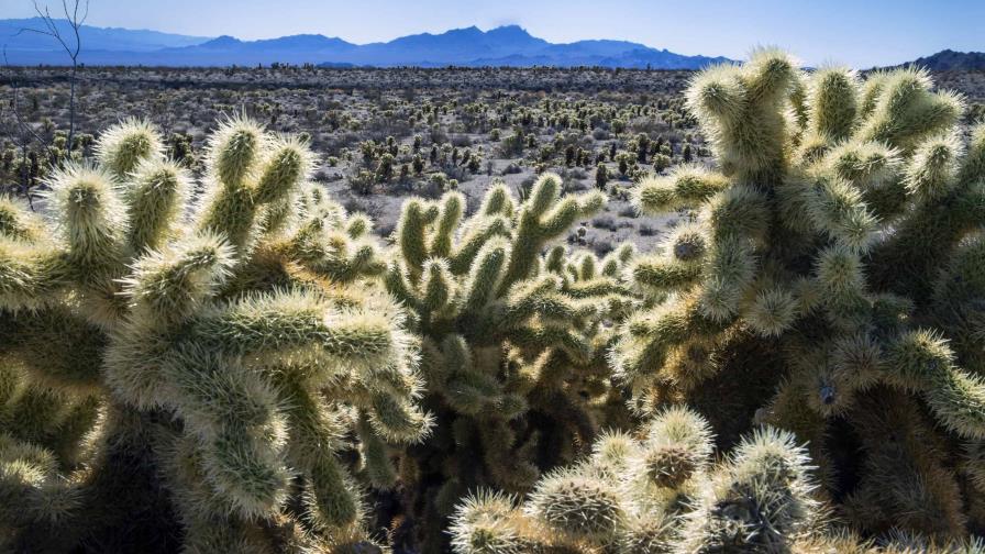 Biden protege dos espacios naturales y estudia nuevo santuario marino