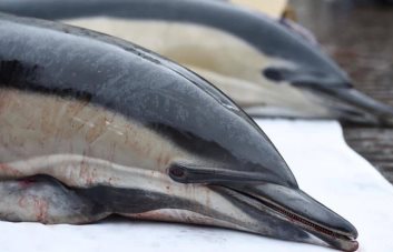 Con 500 delfines muertos en 10 días, la pesca francesa está en la mira
