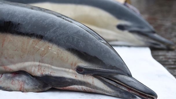 Con 500 delfines muertos en 10 días, la pesca francesa está en la mira