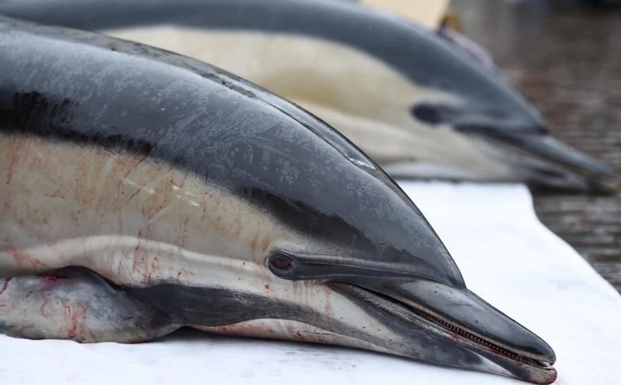 Con 500 delfines muertos en 10 días, la pesca francesa está en la mira