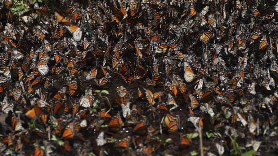 Disminuye número de mariposas monarca que invernan en México Disminuye número de mariposas monarca que invernan en México