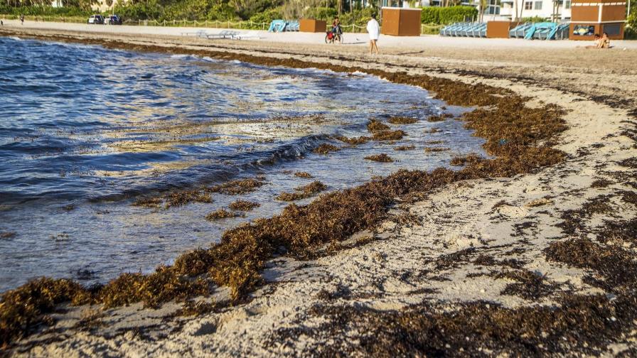 Enorme masa de sargazo se encamina a las playas americanas